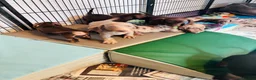 Miniature Dachshund dogs for sale: Beautiful short coat dachshund puppies  - Advert 13