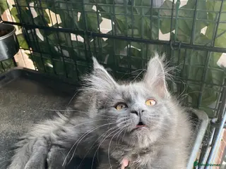 Maine Coon cats 💙*🦁*BLUE MAINE COON*💎*KITTENS*🦁*💙 - Advert 5