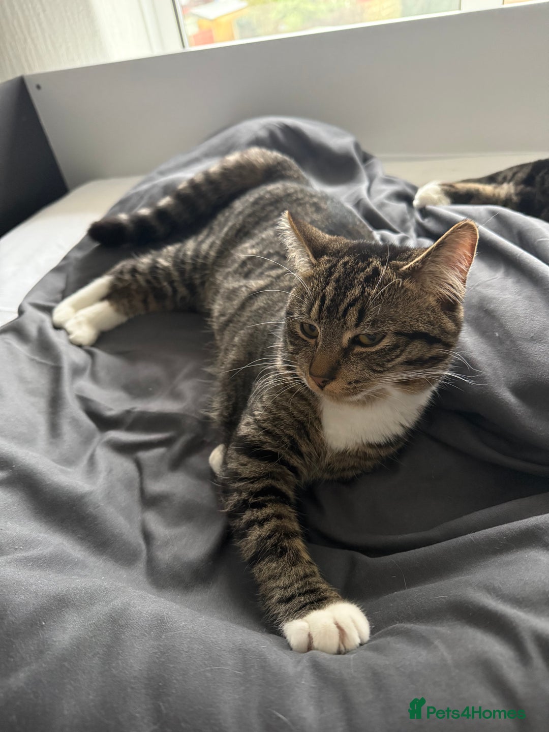 Mixed Breed cats for sale: Oliver & Oscar  - Advert 2