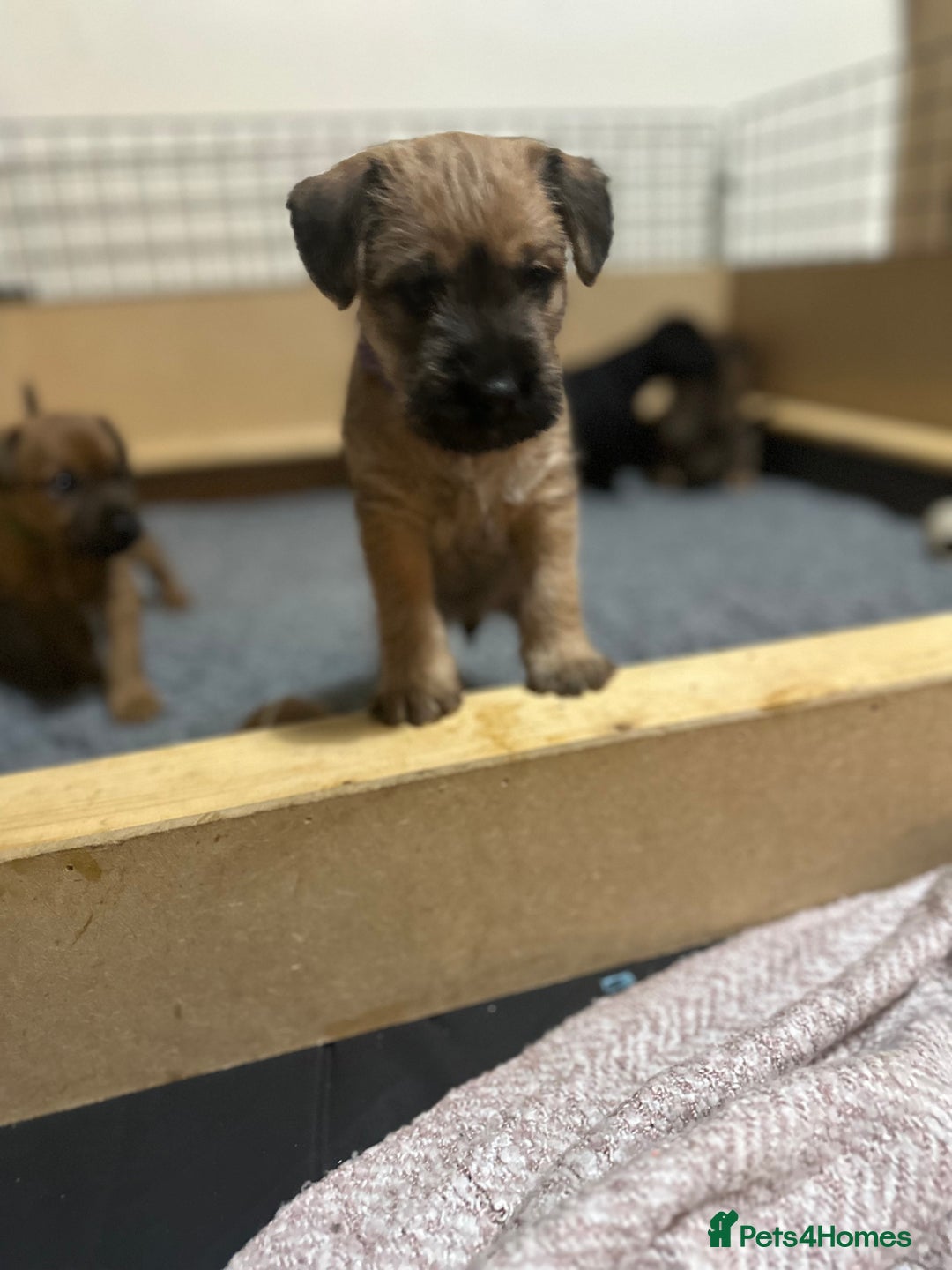 Patterdale Terrier dogs for sale: 5 Gorgeous Patterdale Puppies  - Advert 5