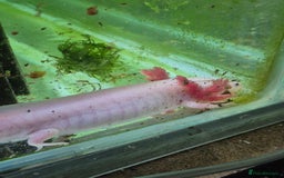Other/Mixed Breed fish for sale: Axolotls - Advert 3