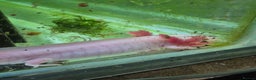 Other/Mixed Breed fish for sale: Axolotls - Advert 3