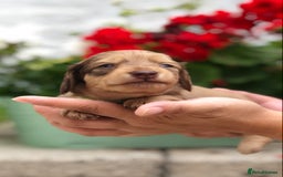 Miniature Dachshund dogs for sale: 𝕃𝕠𝕟𝕘 𝕙𝕒𝕚𝕣𝕖𝕕 𝕔𝕣𝕖𝕒𝕞 𝕡𝕦𝕡𝕡𝕚𝕖𝕤 🧸 - Image 17