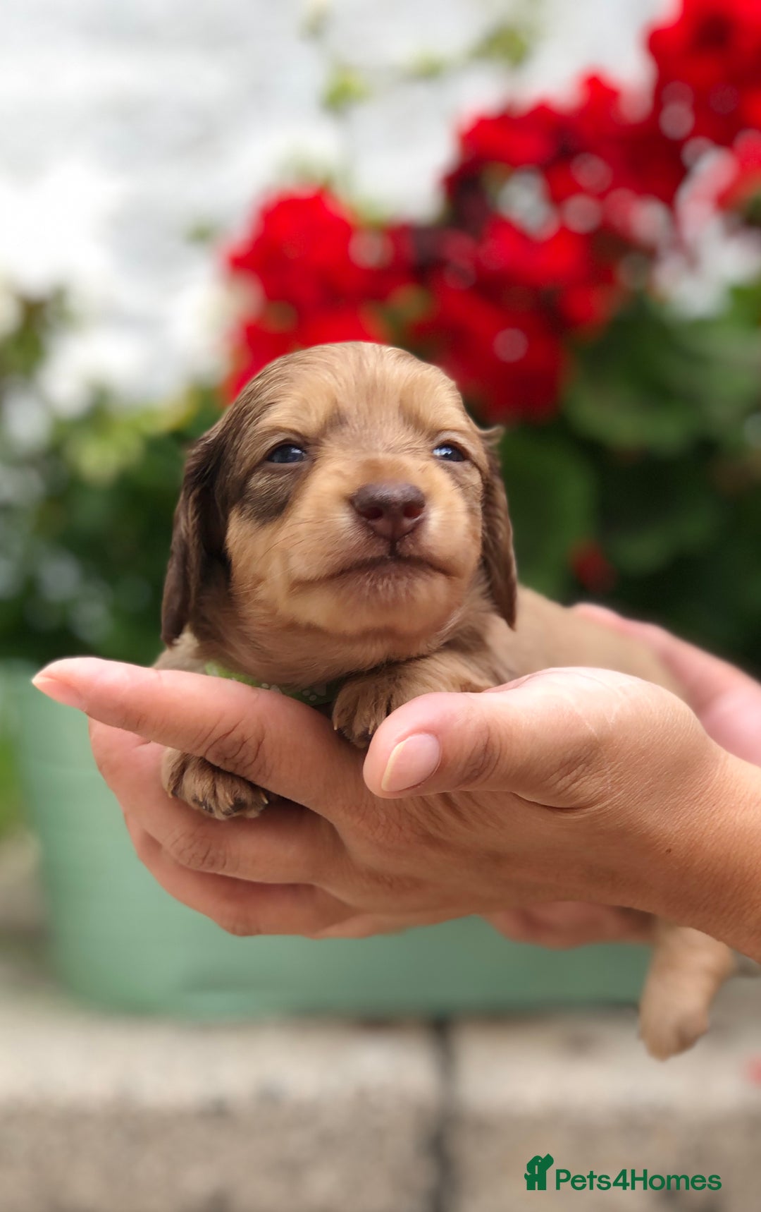 Miniature Dachshund dogs for sale: 𝕃𝕠𝕟𝕘 𝕙𝕒𝕚𝕣𝕖𝕕 𝕔𝕣𝕖𝕒𝕞 𝕡𝕦𝕡𝕡𝕚𝕖𝕤 🧸 - Image 17