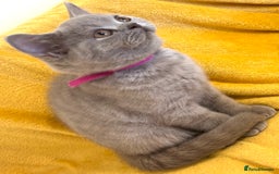 British Shorthair cats for sale: Top quality GCCF kittens  - Image 26