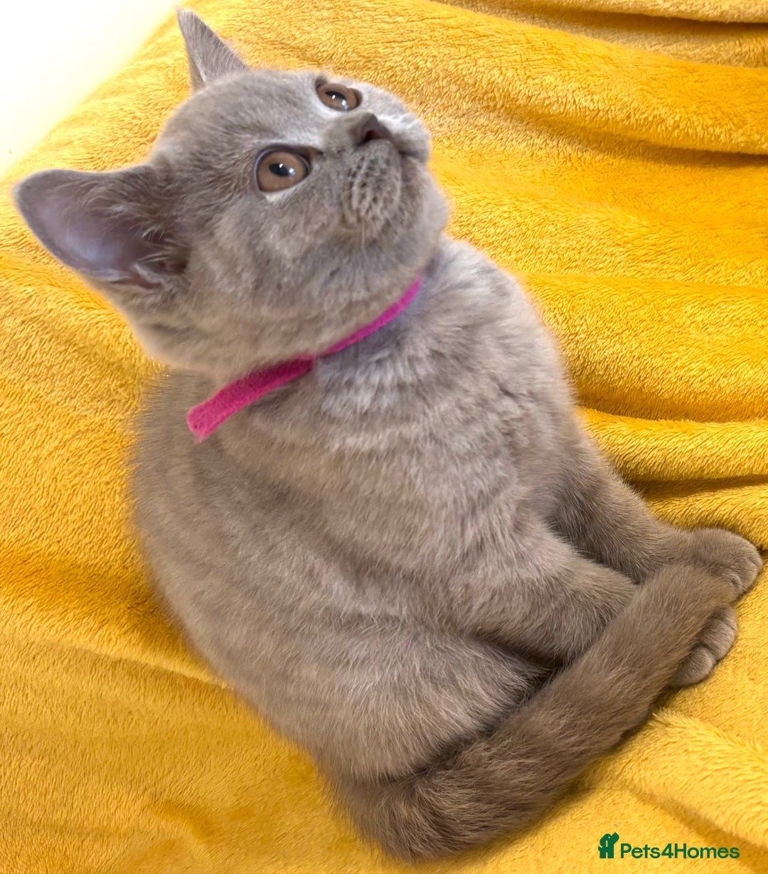 British Shorthair cats for sale: Top quality GCCF kittens  - Image 26