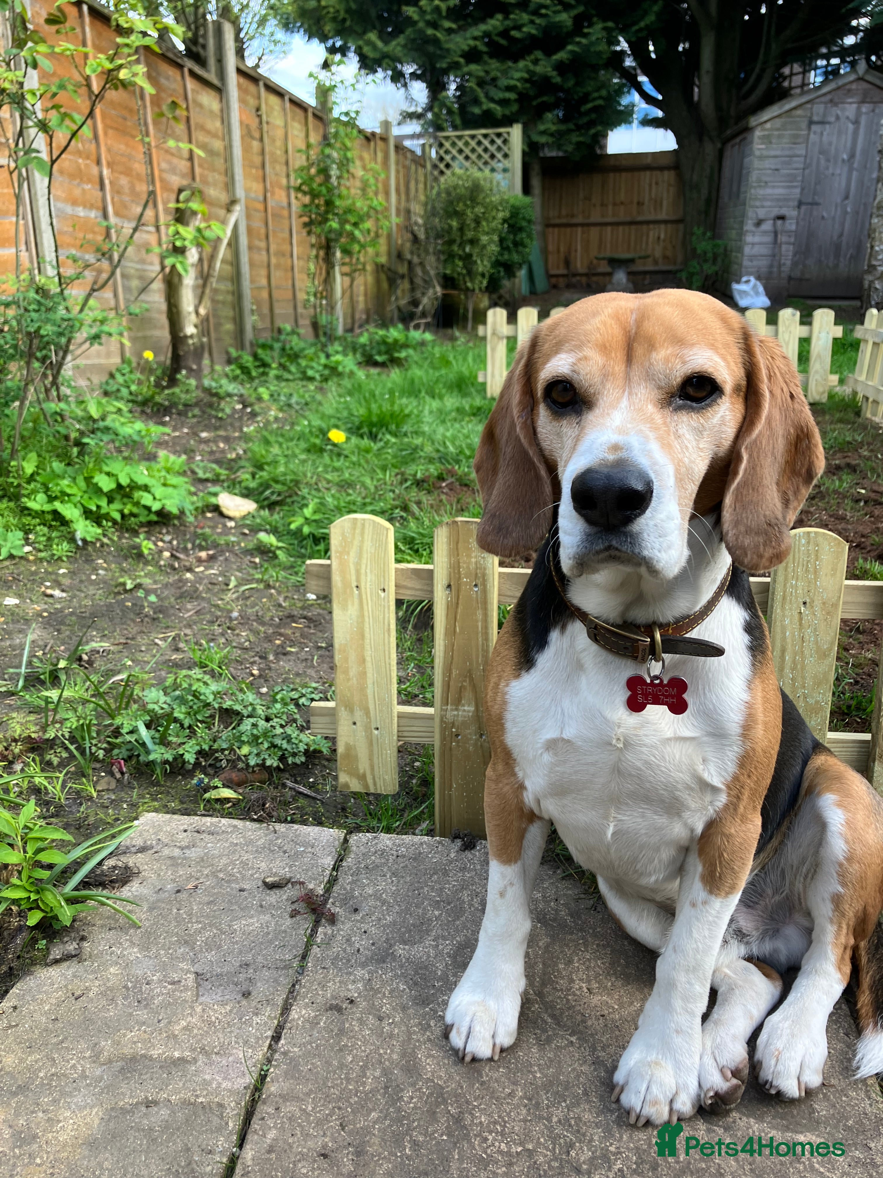 Beagle dogs Baxter wants a date - Advert 1