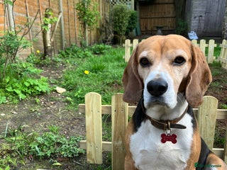 Beagle dogs Baxter wants a date - Advert 1