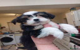 Mixed Breed dogs for sale: Ready to collect  - Advert 19