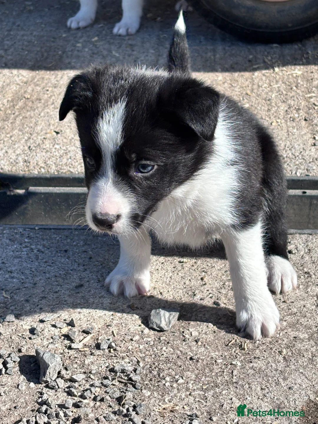 Border Collie dogs for sale: Border collies - Advert 11