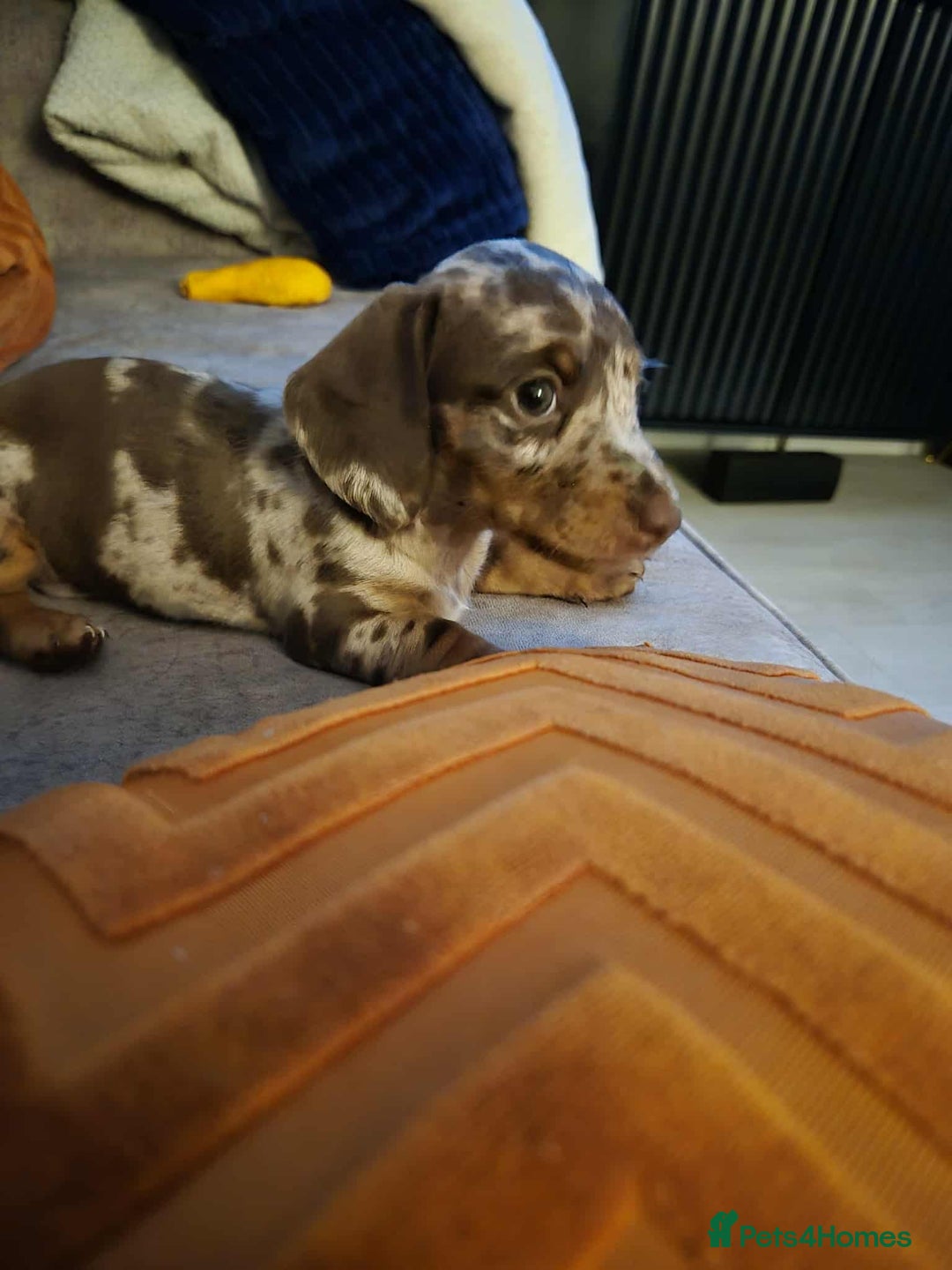 Miniature Dachshund dogs for sale: Miniature Dachshund Girls  - Advert 2