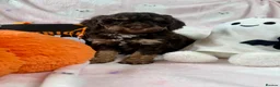 Cavapoo dogs for sale: Lovely health tested Cavapoo pups  - Advert 6