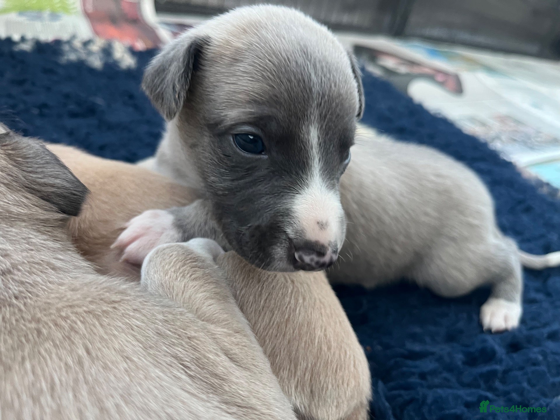 Whippet dogs KC Registered Whippet Puppies   - Advert 19