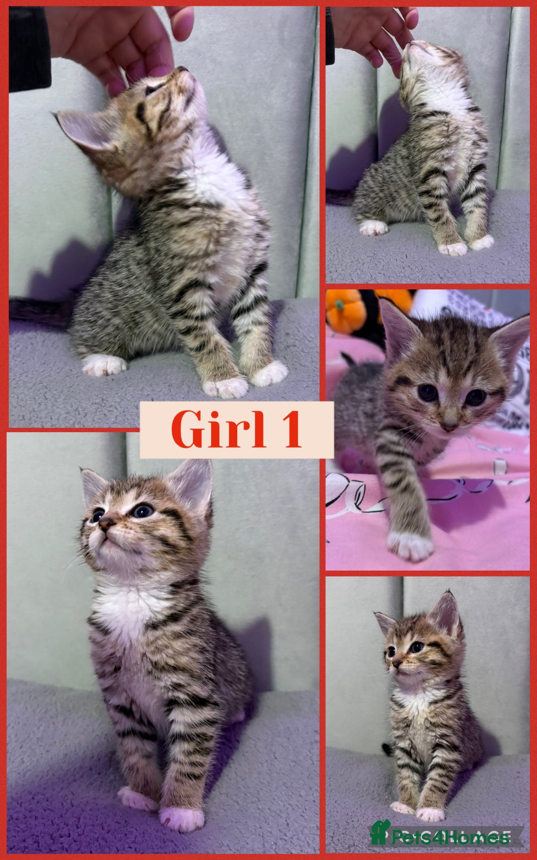 Mixed Breed cats for sale: 5 Stunning Tabby Kittens For Sale - Advert 1