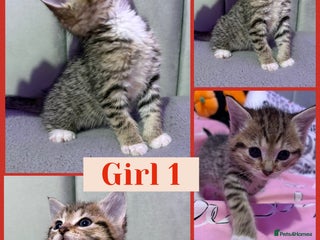 Mixed Breed cats 5 Stunning Tabby Kittens For Sale - Advert 1