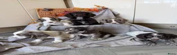 Cocker Spaniel dogs for sale: Cocker Spaniel puppies - Advert 12