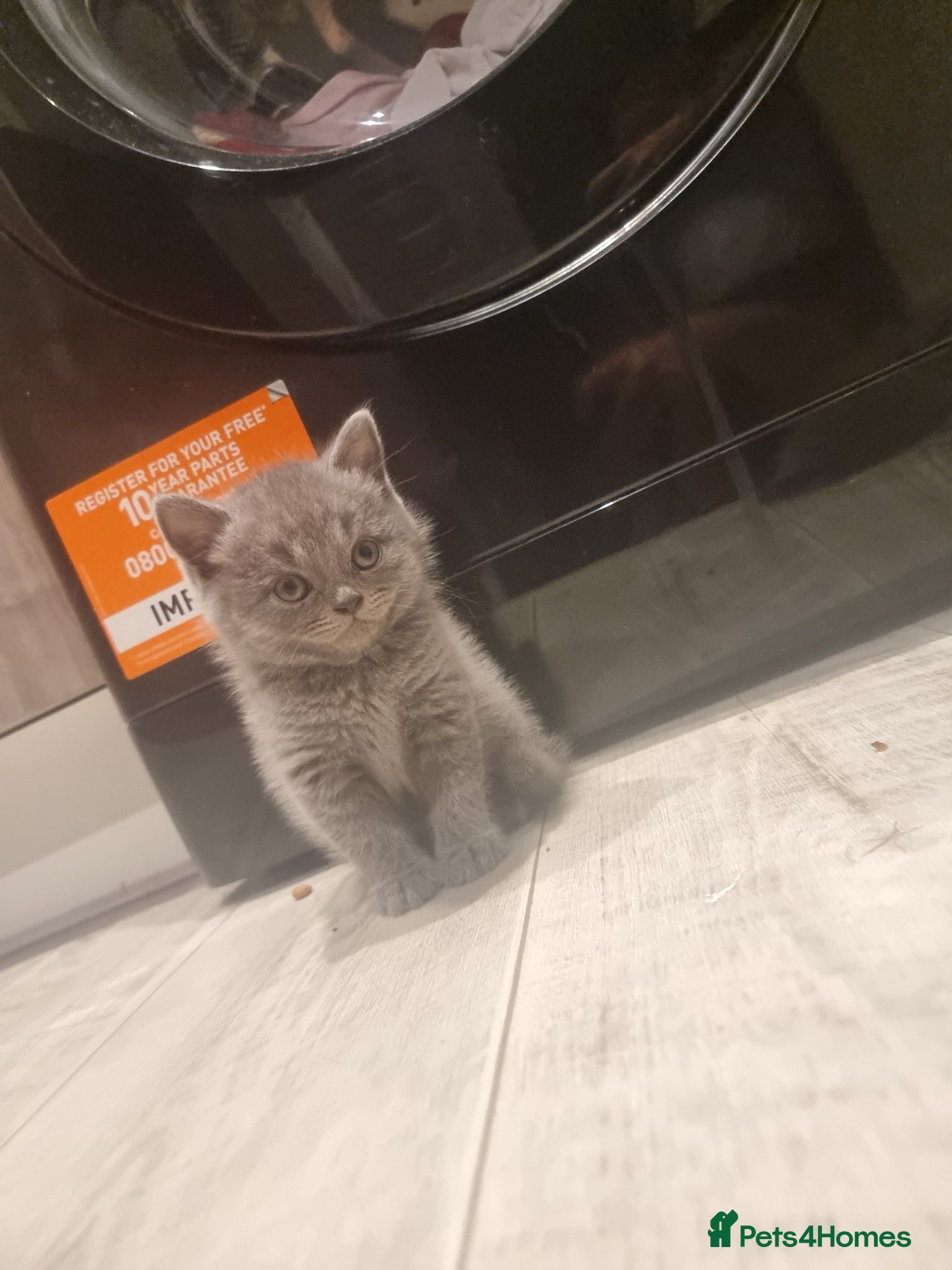 British Shorthair cats British shorthair kittens  - Advert 6