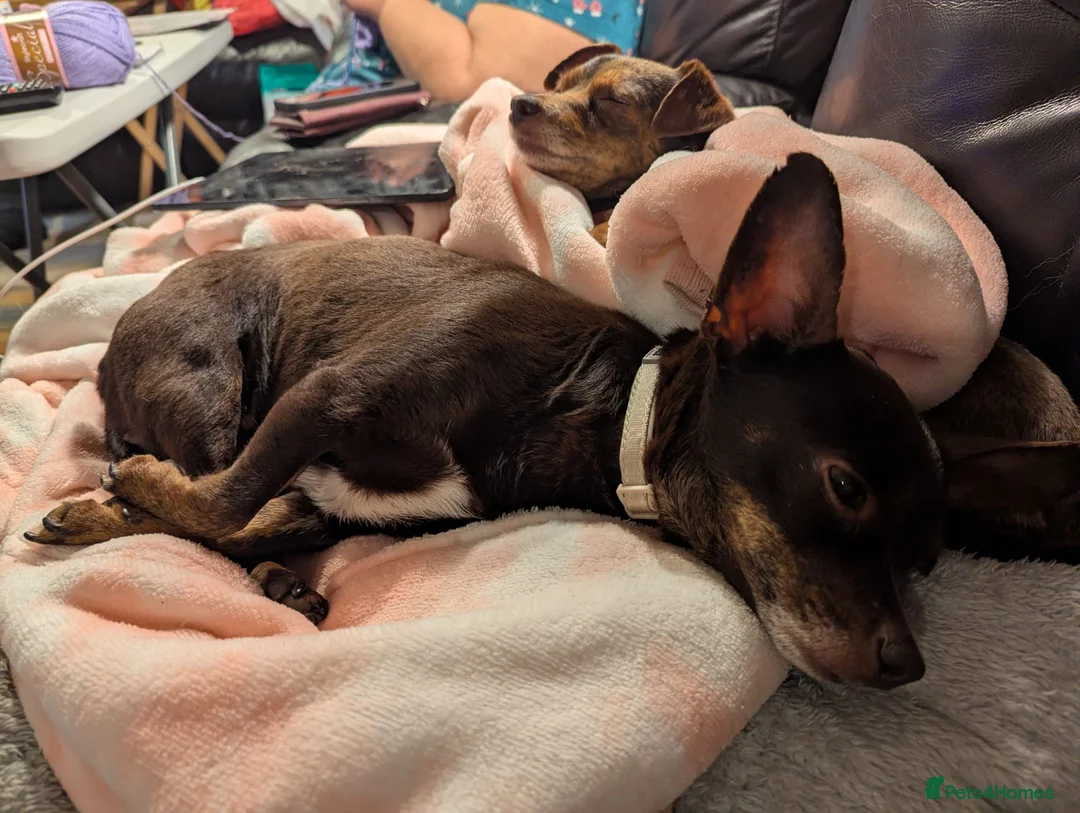 Chiweenie dogs for sale: Two female dogs in Birmingham - Advert 2