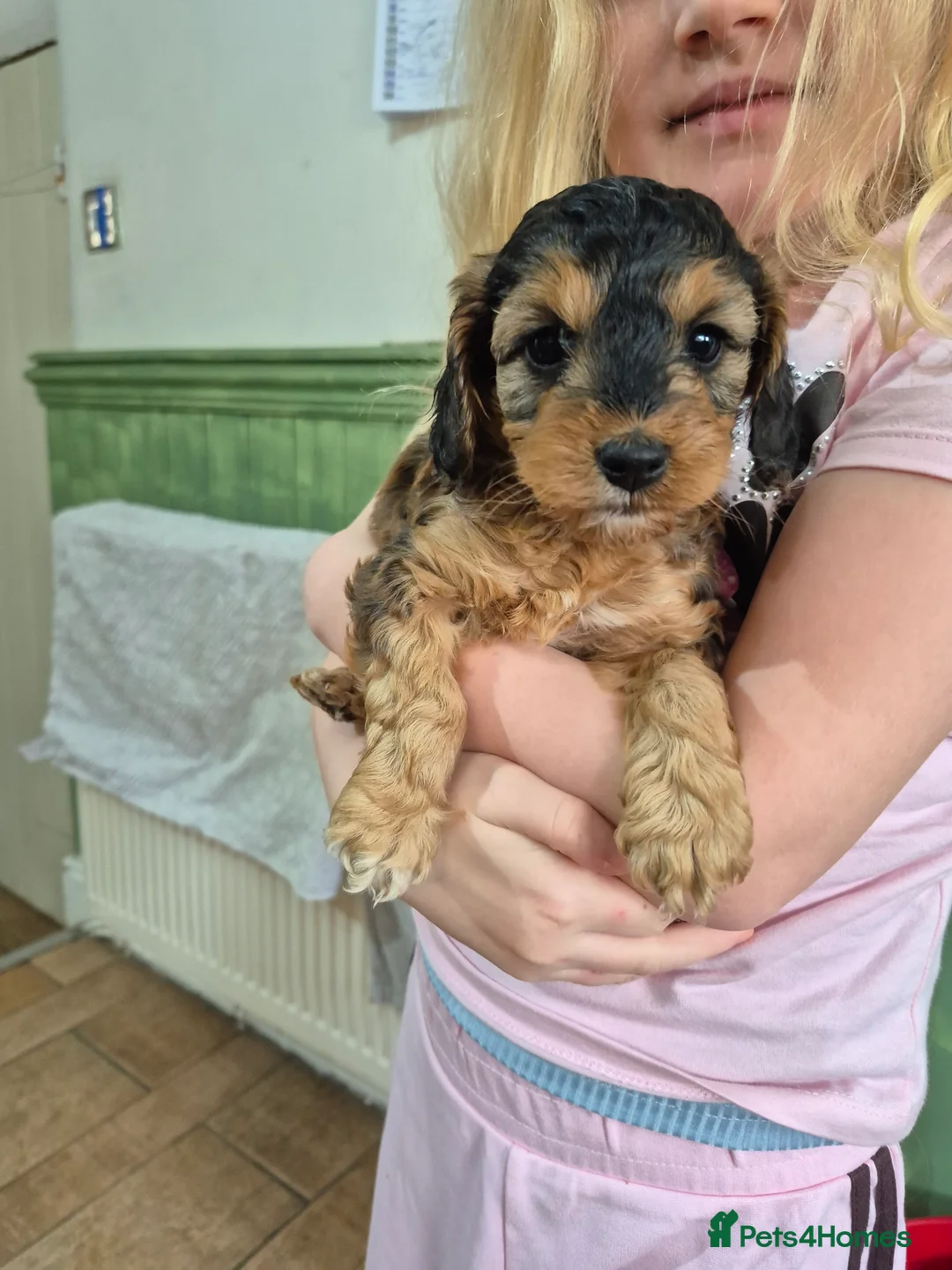 Cockapoo dogs for sale: Beautiful health tested F1 cockapoos - Advert 6