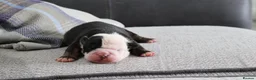 Old Tyme Bulldog dogs for sale: Old tyme bulldog puppies  in Hartlepool - Advert 7