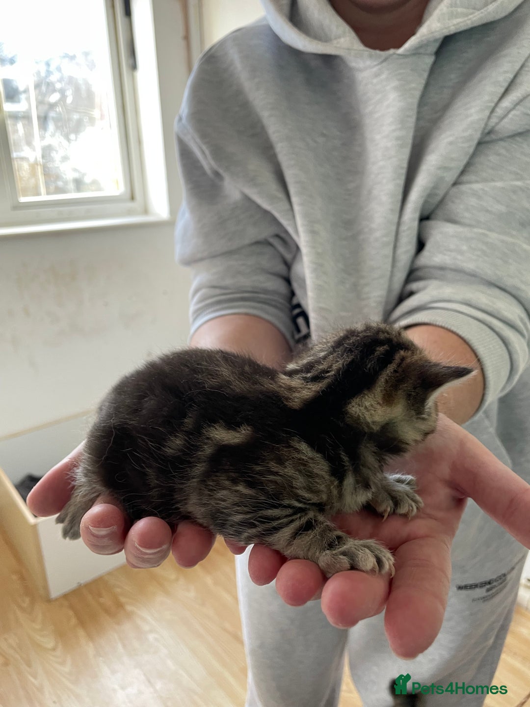 Mixed Breed cats for sale: Two separate litters  - Advert 9