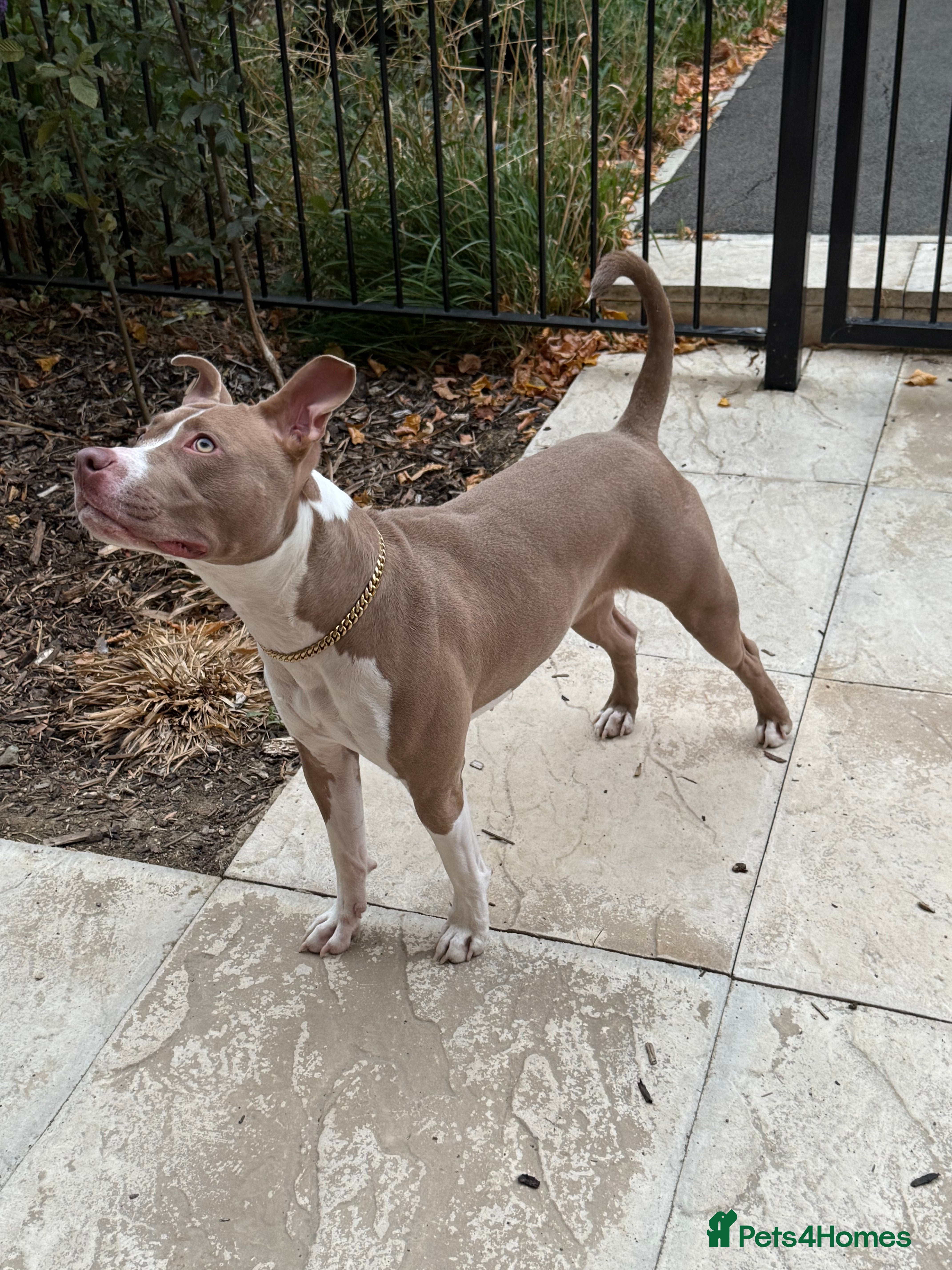 American Bull Staffy dogs This is Kacy the American staff mix America bully  - Advert 13