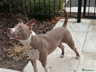 American Bull Staffy dogs This is Kacy the American staff mix America bully - Advert 4