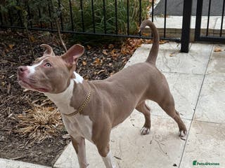 American Bull Staffy dogs This is Kacy the American staff mix America bully - Advert 3