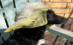 Mixed Breed dogs for adoption: 💙🐶 CORNISHON 🐶💙 - Image 9