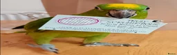 Parrots birds for sale: Tame Yellow fronted amazon  in Lytham Saint Annes - Advert 8