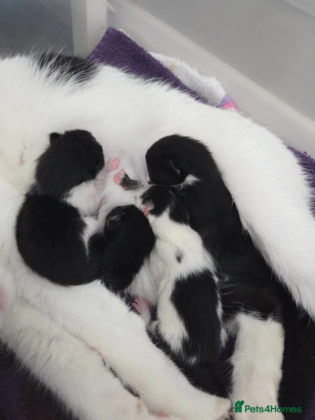 Mixed Breed cats for sale: 2 male kittens  - Advert 1