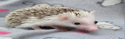 Pygmy Hedgehog rodents for sale: African Pygmy Hedgehog Hoglets  - Advert 6