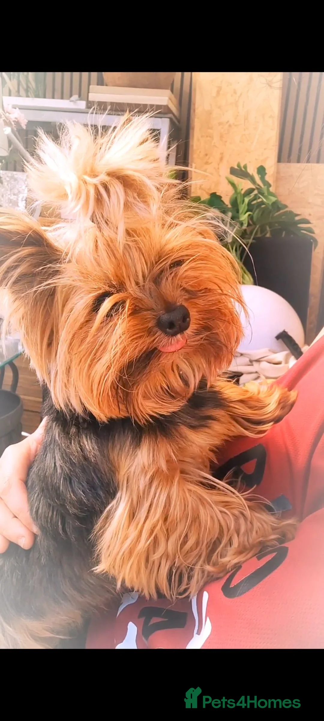 Yorkshire Terrier dogs for stud: 1.9kg Miniature Yorkie boy for stud BOSTON - Advert 2