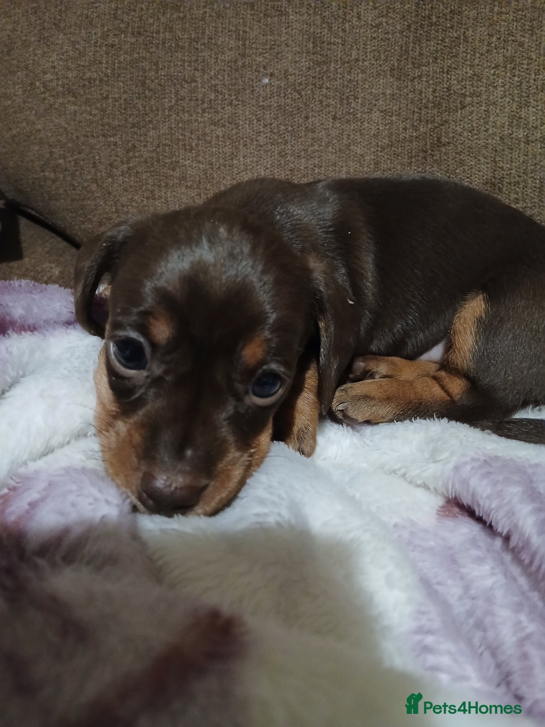 Miniature Dachshund dogs for sale: Miniature dachshunds  - Advert 2