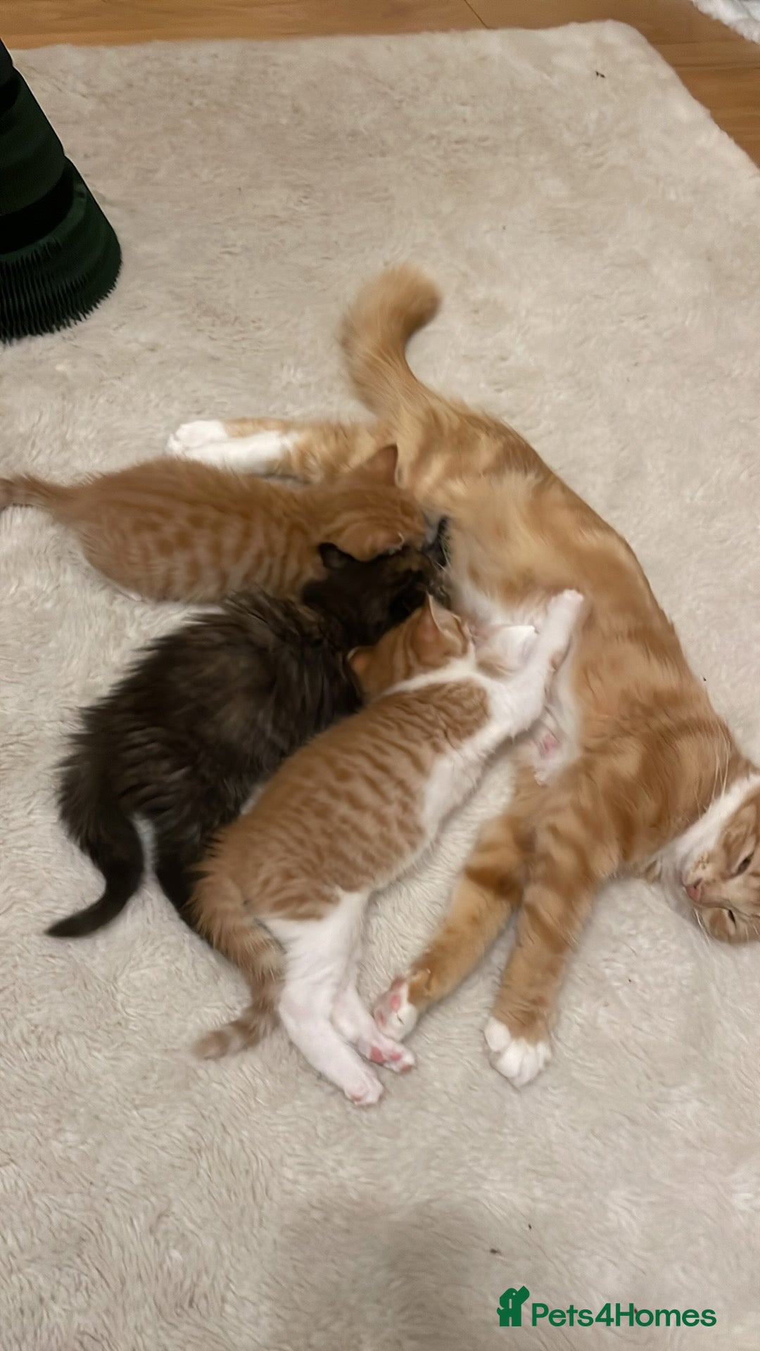 Mixed Breed cats for sale: LaBubu  - Advert 4