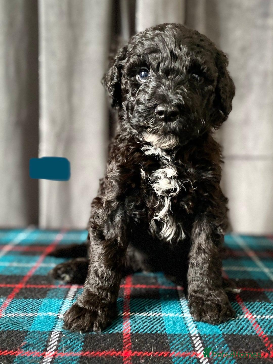 Portuguese Water Dog dogs for sale: Portuguese Water Dog Puppies For Sale - Image 19