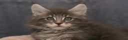 Maine Coon cats for sale: Mainecoon kittens TICA REGISTERED stunning - Advert 7