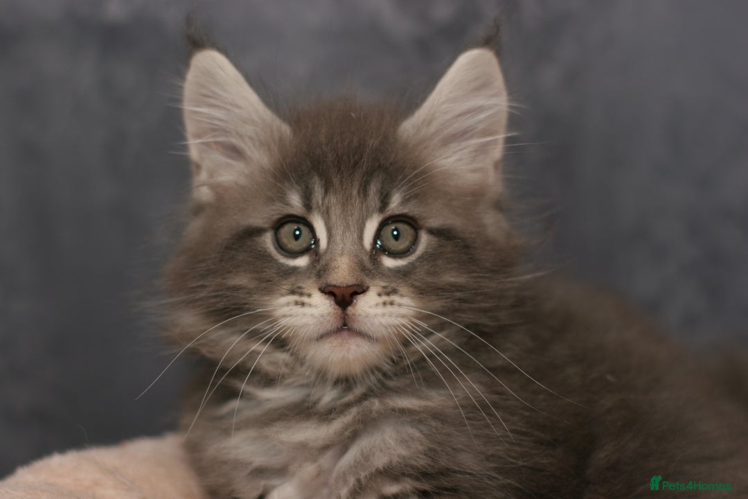 Maine Coon cats for sale: Mainecoon kittens TICA REGISTERED stunning - Advert 7
