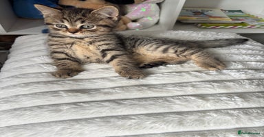 Scottish Fold cats - Advert 9