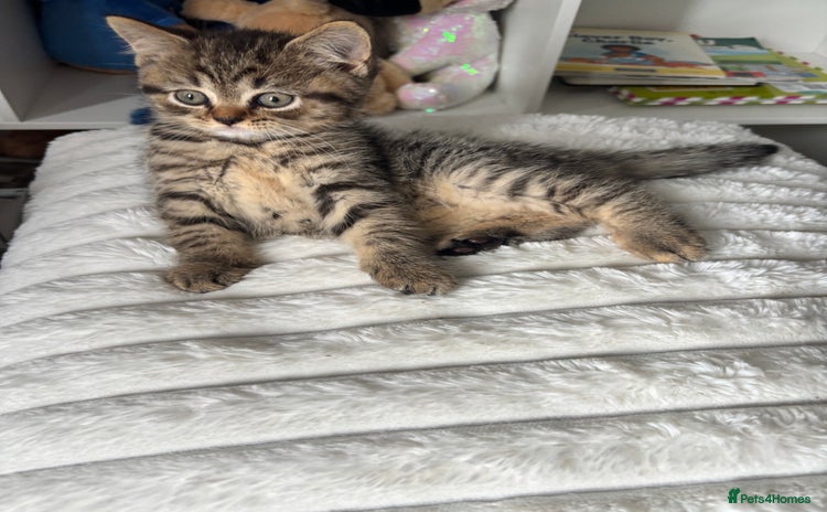 Scottish Fold cats - Advert 1