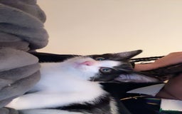 Mixed Breed cats for sale: tuxedo kitten - Advert 1