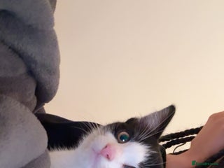 Mixed Breed cats tuxedo kitten - Advert 16