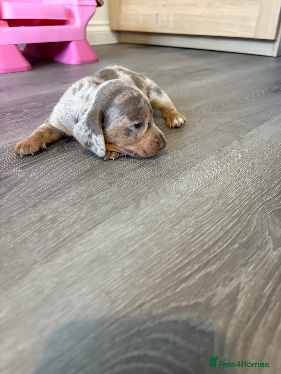 Miniature Dachshund dogs for sale: Adorable Miniature dachshund Babies - Advert 6