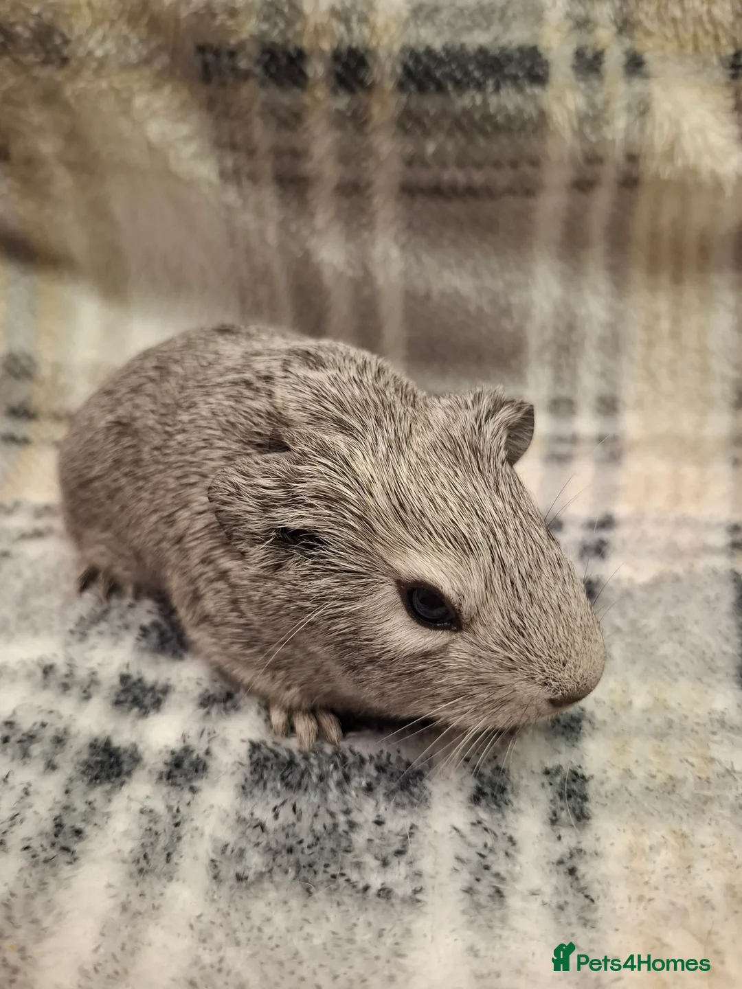 Guinea Pig rodents for sale: Gorgeous Silver Agouti Baby Boar - Advert 2