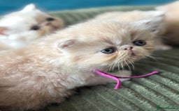 Exotic cats for sale: Superb GCCF Exotic kittens Health Tested parents - Image 6