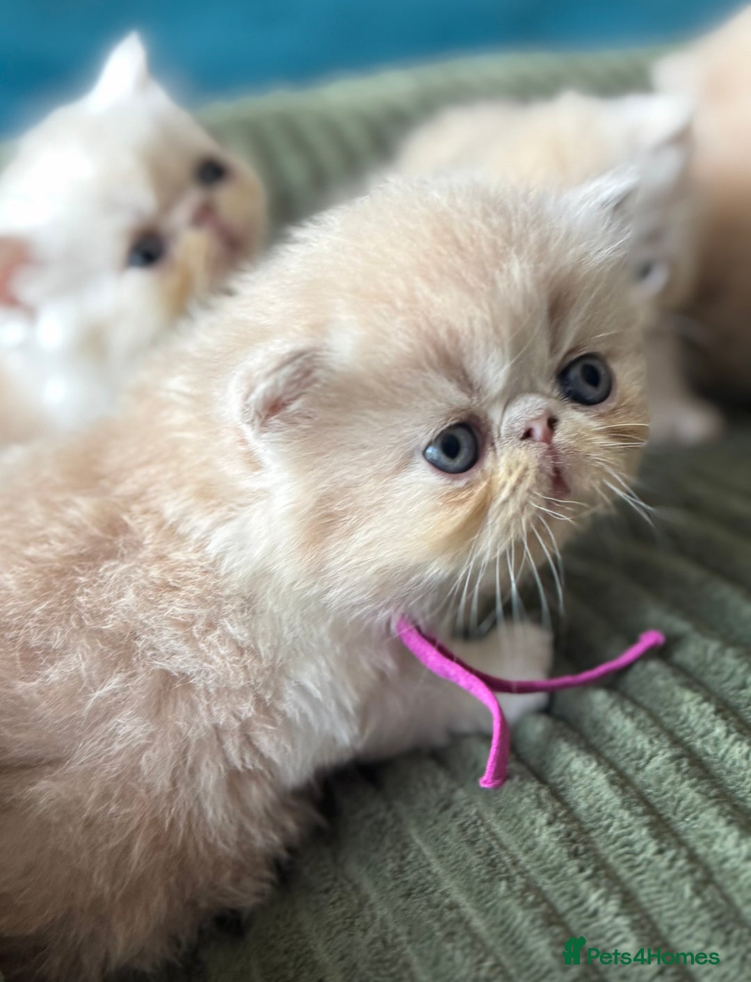 Exotic cats for sale: Superb GCCF Exotic kittens Health Tested parents - Image 6