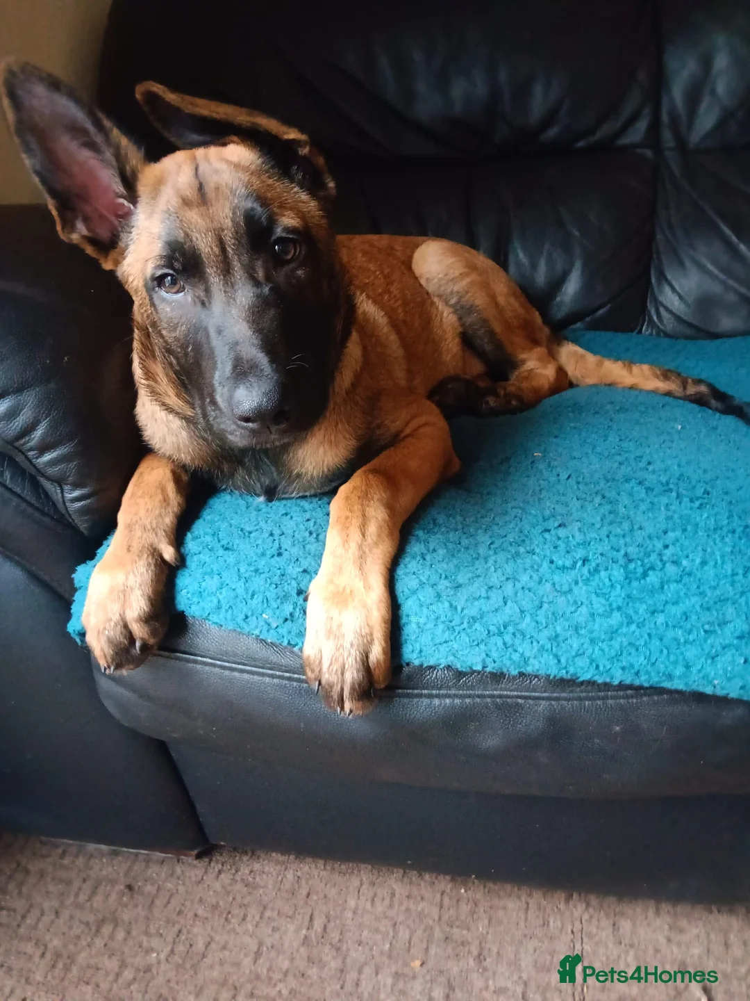 Belgian Shepherd Dog dogs for sale: Belgian Shepherd Puppies  - Advert 6