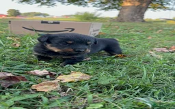 Rottweiler dogs for sale: Rottweiler chapmpion bloodline - Image 5