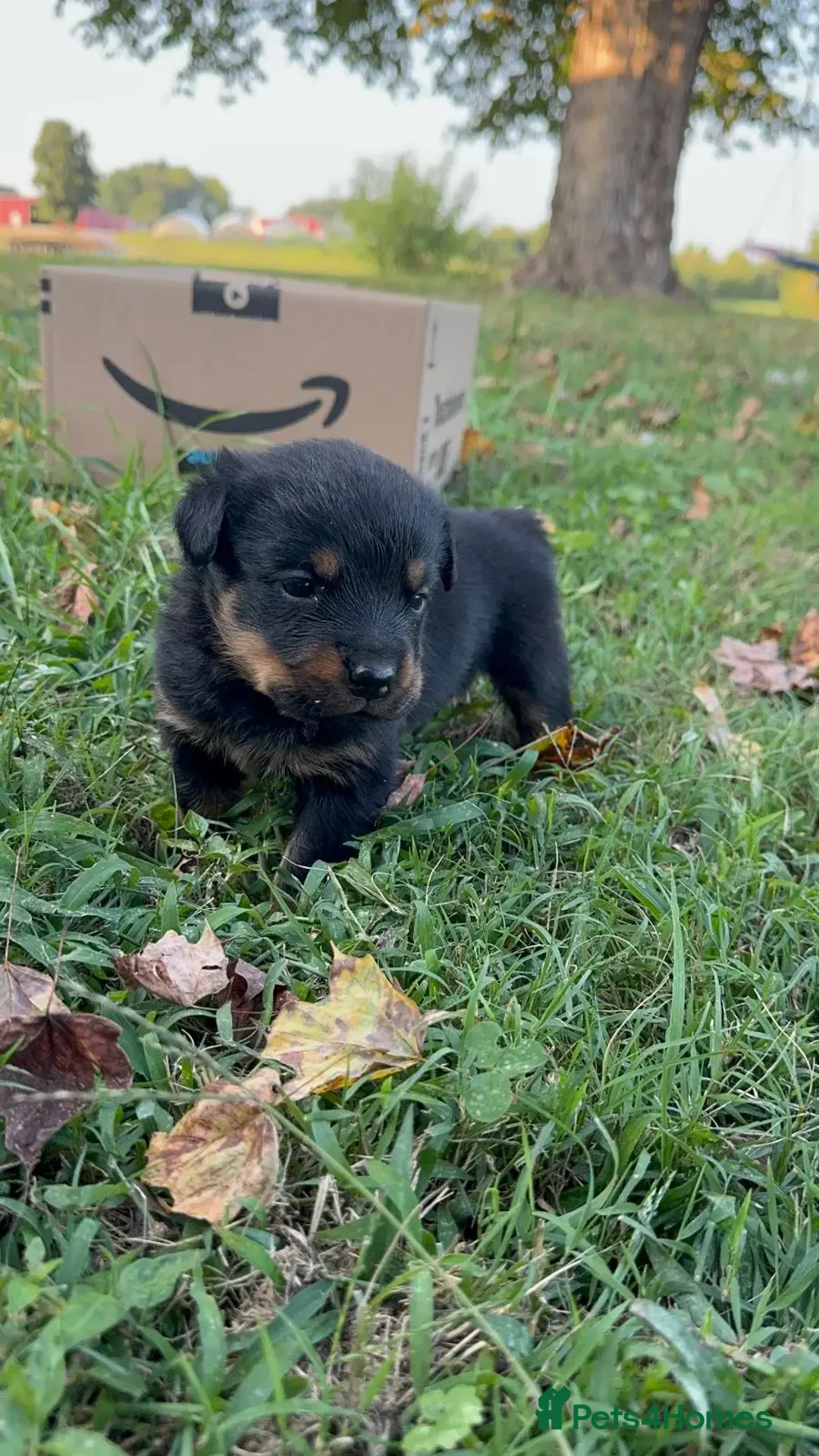 Rottweiler dogs for sale: Rottweiler chapmpion bloodline - Image 5