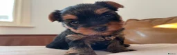 Yorkshire Terrier dogs for sale: KC  miniature Yorkshire terrier puppy girl - Advert 3